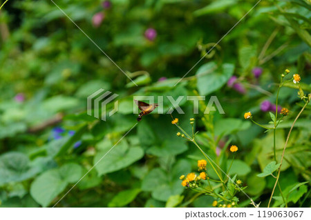 Hoshihojak 盤旋和吮吸蜂蜜 119063067