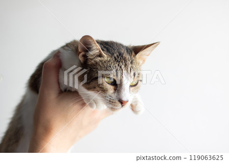 A detailed closeup image of an individual gently holding a cat 119063625