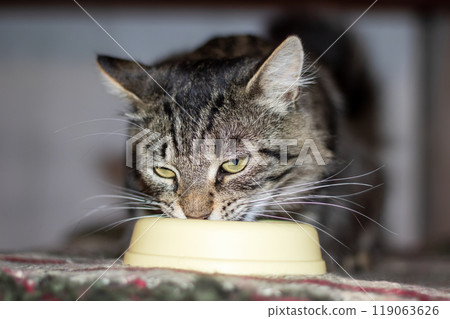 A domestic cat is happily eating from a bright yellow bowl A domestic cat is happily eating from a bright yellow bowl 119063626