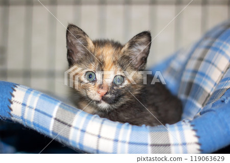 A calico kitten with blue eyes is laying on a cozy blanket 119063629