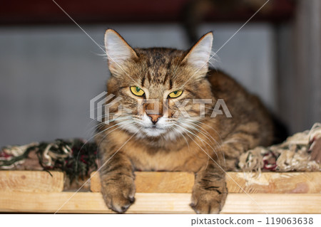A fluffy cat lays on a shelf, looking at the camera, serene A fluffy cat lays on a shelf, looking at the camera, serene 119063638