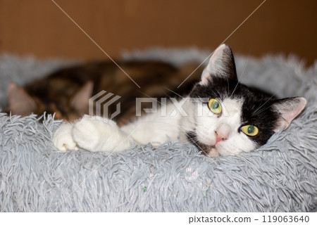 A black and white cat lying comfortably on a fluffy blanket A black and white cat lying comfortably on a fluffy blanket 119063640