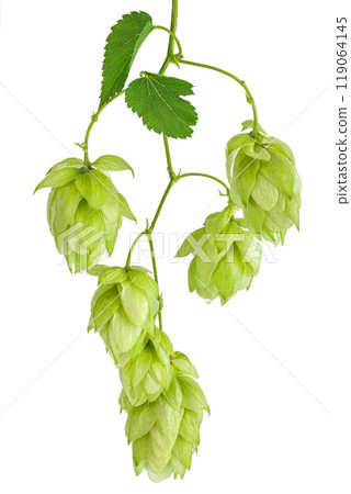 Hop cones branch isolated on white background. Beer brewing ingredients 119064145