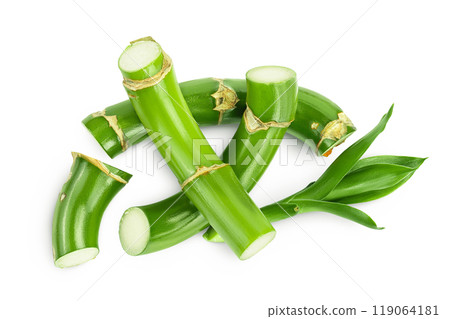 Green bamboo with leaves isolated on white background. Top view. Flat lay Green bamboo with leaves isolated on white background. Top view. Flat lay 119064181