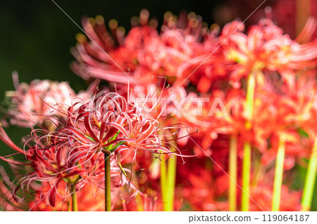 [Flower material] Red spider lily on a black background [Nagano Prefecture] 119064187