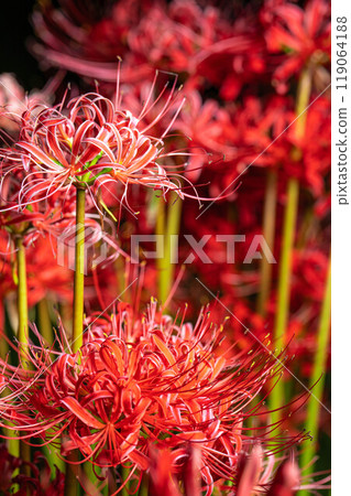 [Flower material] Red spider lily on a black background [Nagano Prefecture] 119064188