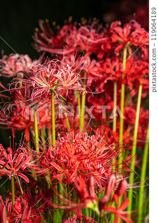 [Flower material] Red spider lily on a black background [Nagano Prefecture] 119064189