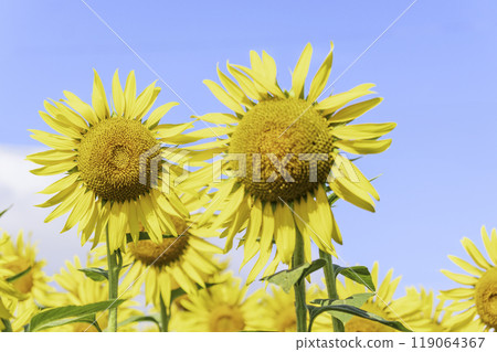 Blue sky and sunflower 119064367