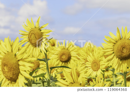 Blue sky and sunflower 119064368