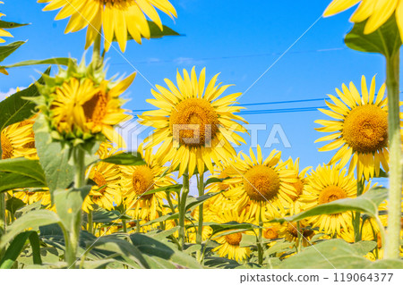 Blue sky and sunflower Blue sky and sunflower 119064377