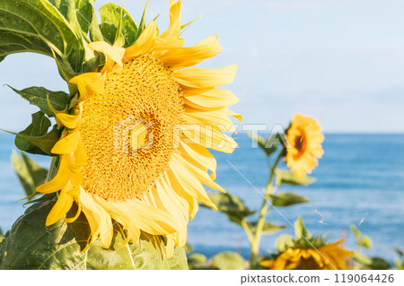 Sunflowers blooming on the beach Sunflowers blooming on the beach 119064426