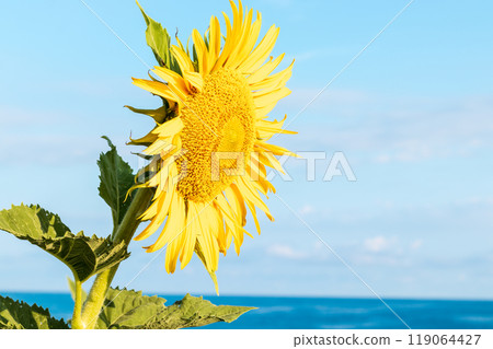 Sunflowers blooming on the beach 119064427