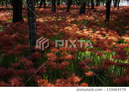 Cluster amaryllis in full bloom 119064579