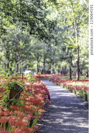 盛開的Higanbana 119064591