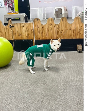 柴犬為運動會做準備 119064798
