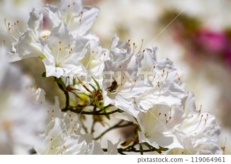 A bee flies to the white rhododendron flowers A bee flies to the white rhododendron flowers 119064961