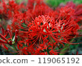 紅蜘蛛百合 119065192