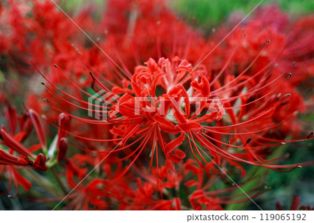 紅蜘蛛百合 紅蜘蛛百合 119065192