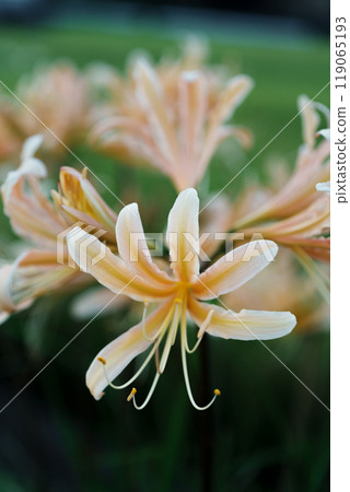 黃色色的花 黃色色的花 119065193