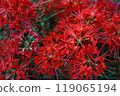 紅蜘蛛百合 119065194