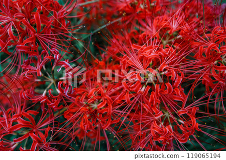 red spider lily red spider lily 119065194