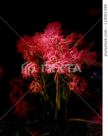 Cluster amaryllis Cluster amaryllis 119065399