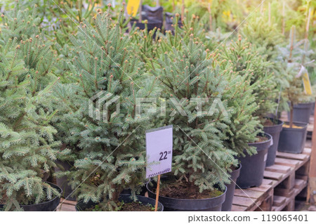 Variety of potted Christmas tree seedlings are sold at the Christmas market. Seedlings of coniferous plants for further use in landscape design. Variety of potted Christmas tree seedlings are sold at the Christmas market. Seedlings of coniferous plants for further use in landscape design. 119065401