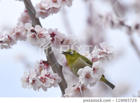 盛開的白梅花中的白眼病(春天的圖像)(twitter) 盛開的白梅花中的白眼病(春天的圖像)(twitter) 119065729