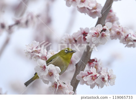 White-eye on a white plum blossom in full bloom (spring image) (chirping) White-eye on a white plum blossom in full bloom (spring image) (chirping) 119065733