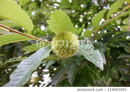 Early autumn blue chestnuts Early autumn blue chestnuts 119065901