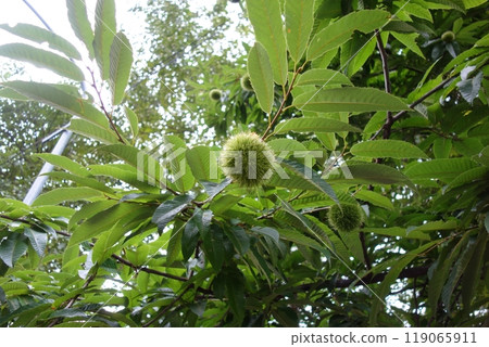 Early autumn blue chestnuts Early autumn blue chestnuts 119065911