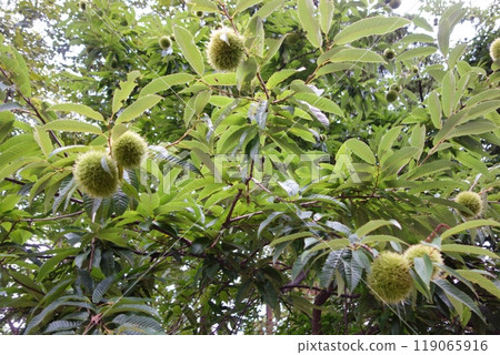 Early autumn blue chestnuts 119065916