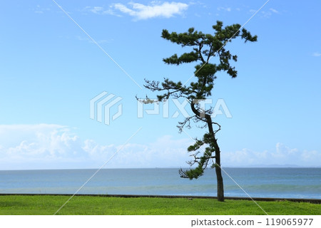Blue sky, sea and a single pine tree 119065977