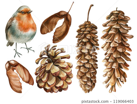 Forest set, pine cone, robin bird, dry seed on isolated white background, watercolor illustration botanical painting 119066403