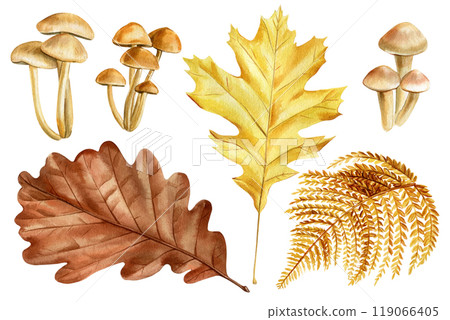 Realistic fall oak leaves, mushrooms, fern. Autumn hand-painted forest plants watercolor illustrations, seasonal designs Realistic fall oak leaves, mushrooms, fern. Autumn hand-painted forest plants watercolor illustrations, seasonal designs 119066405