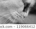 Close-up black-and-white photograph of a cat's nose 119066412