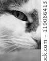 Close-up black-and-white photograph of a cat's nose 119066413