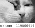 Close-up black-and-white photograph of a cat's nose 119066414