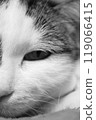 Close-up black-and-white photograph of a cat's nose 119066415
