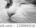 Close-up black-and-white photograph of a cat's nose 119066416