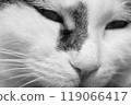 Close-up black-and-white photograph of a cat's nose 119066417