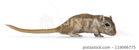Gerbil aka Meriones unguiculatus on white 119066775