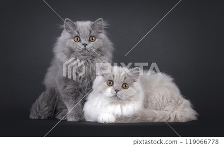 British Longhair cats on black background 119066778