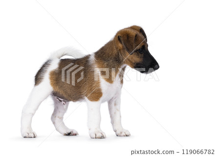Smooth Fox Terrier pup on white background 119066782