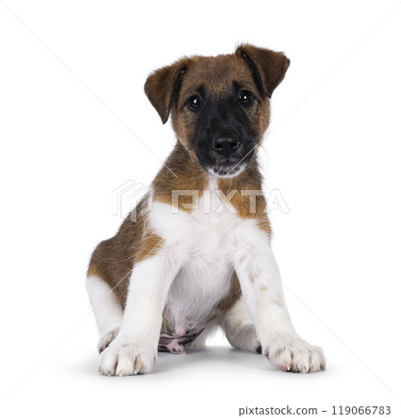 Smooth Fox Terrier pup on white background Smooth Fox Terrier pup on white background 119066783