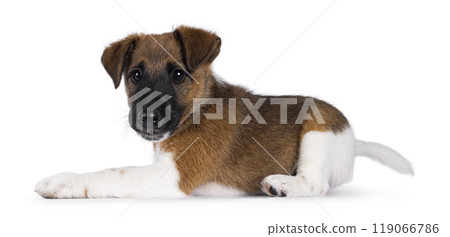 Smooth Fox Terrier pup on white background Smooth Fox Terrier pup on white background 119066786