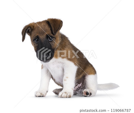 Smooth Fox Terrier pup on white background Smooth Fox Terrier pup on white background 119066787