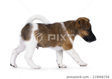 Smooth Fox Terrier pup on white background Smooth Fox Terrier pup on white background 119066788