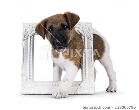 Smooth Fox Terrier pup on white background 119066790