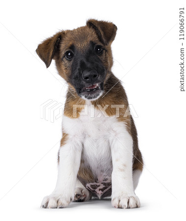 Smooth Fox Terrier pup on white background 119066791